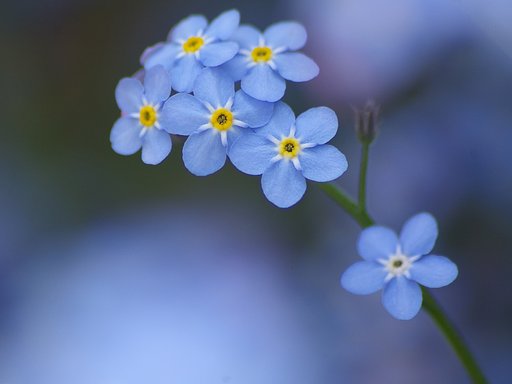 【歌】勿忘草をあなたに