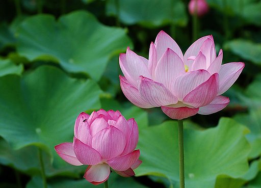 蓮の花