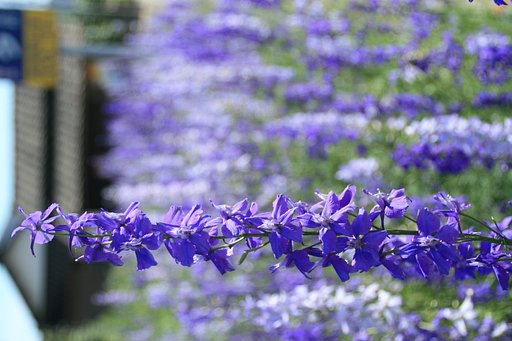 路傍の花