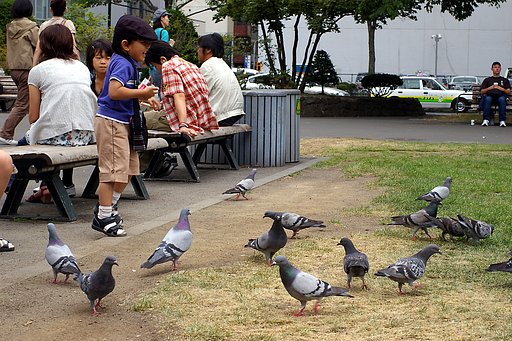 わーい！鳩だ！