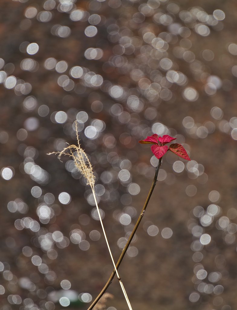 光に芽吹く