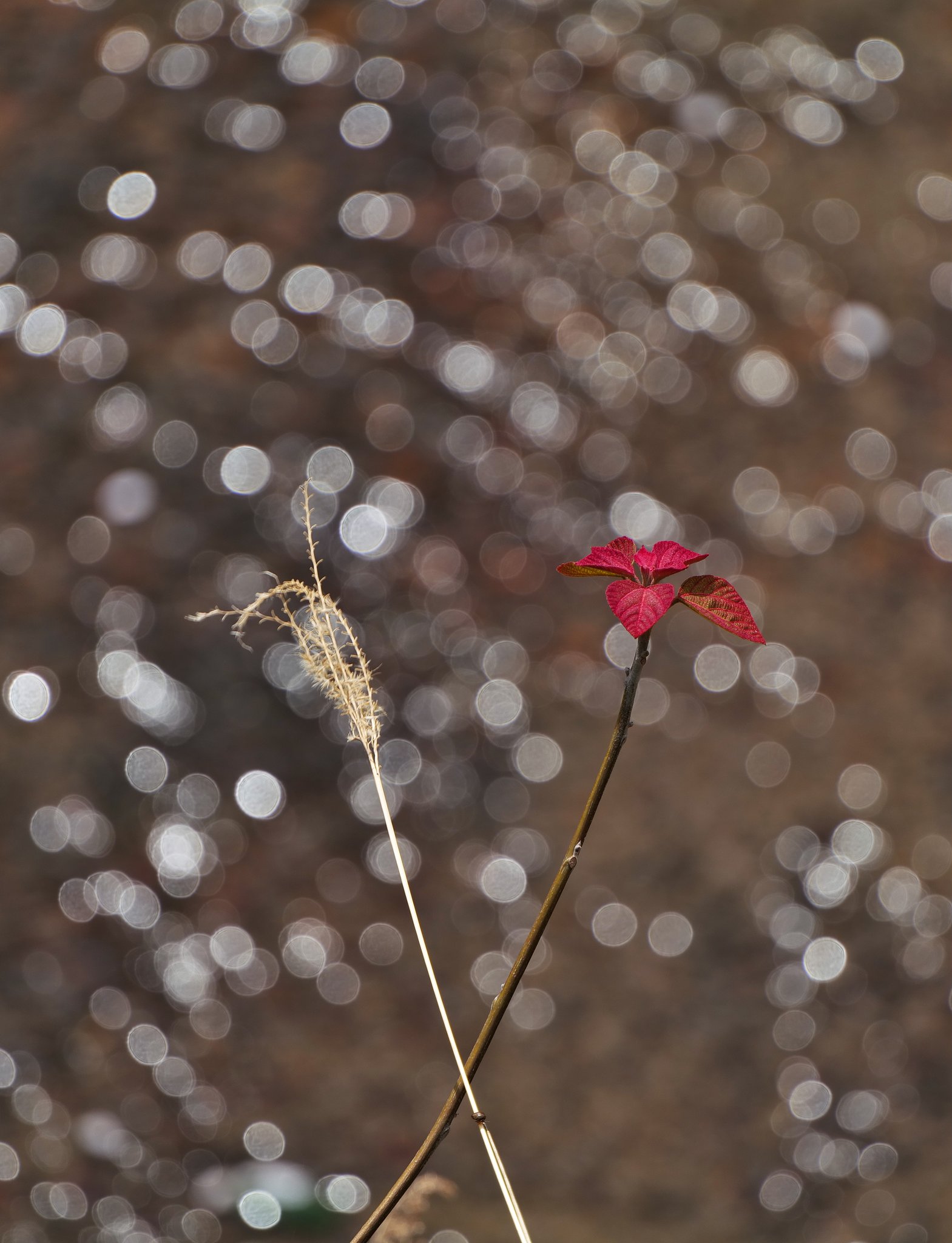 光に芽吹く