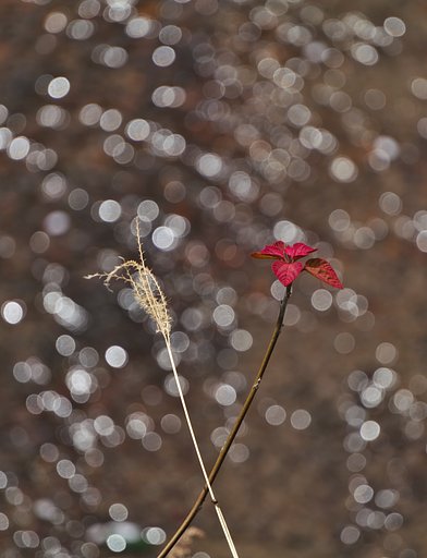 光に芽吹く