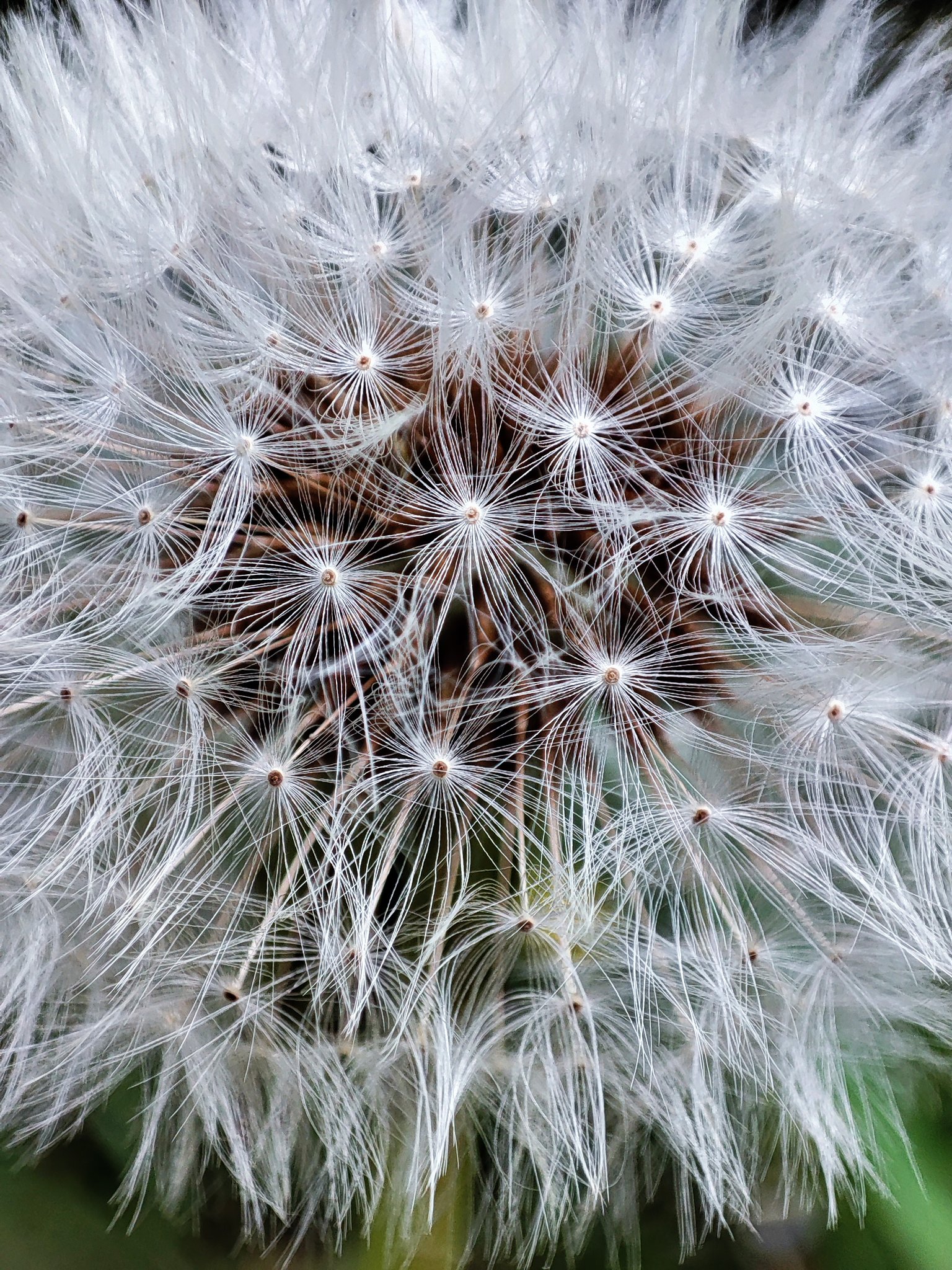 綿毛の肖像