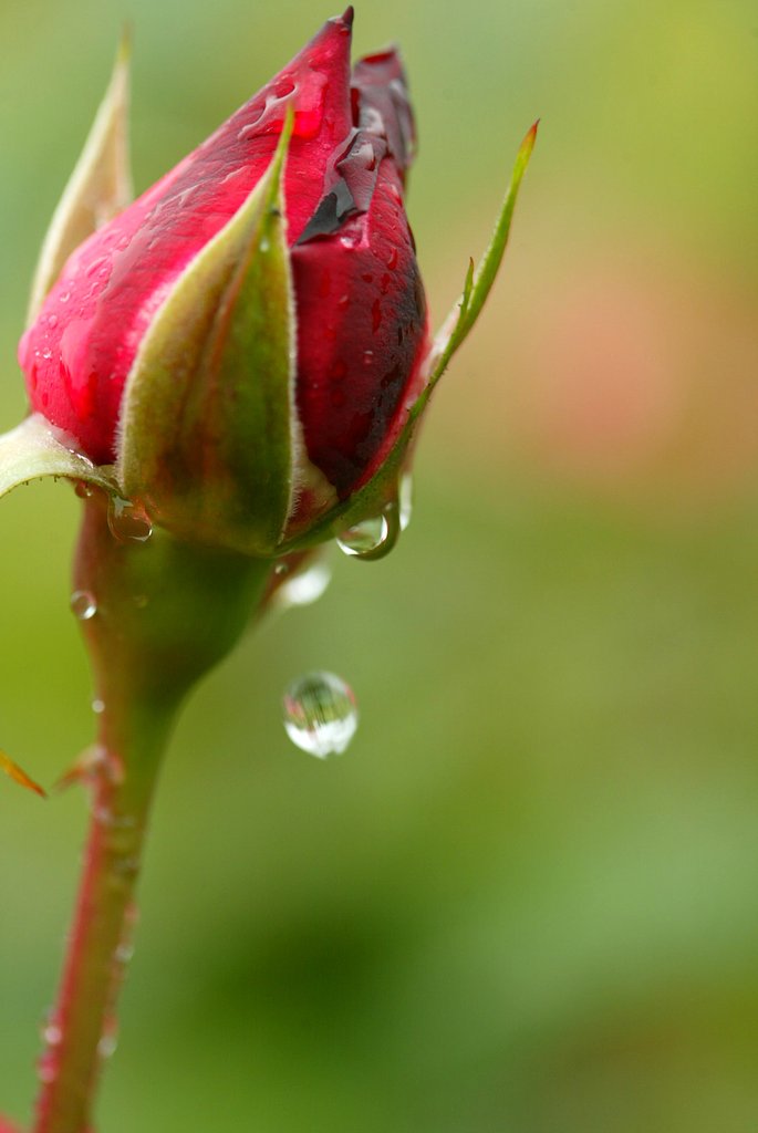 雨だれの写真を撮ろうとおもったのですが