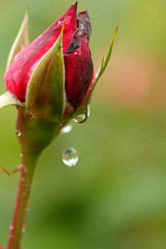 雨だれの写真を撮ろうとおもったのですが