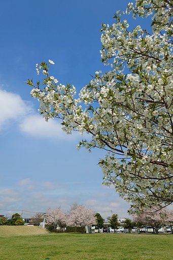 葉桜