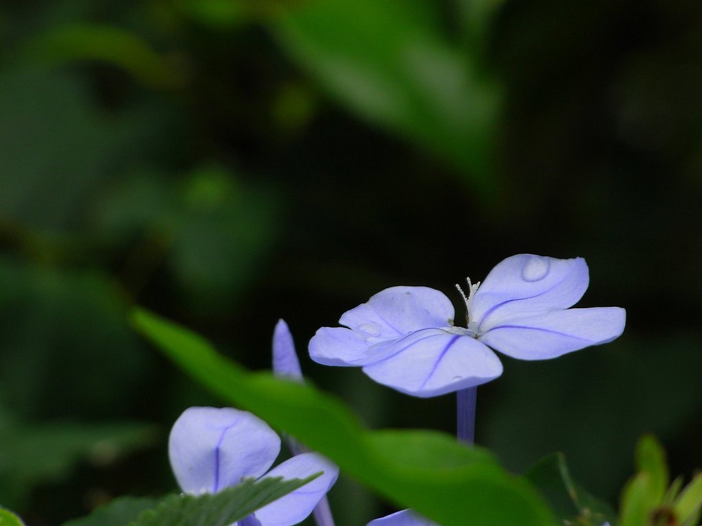 雨上がり
