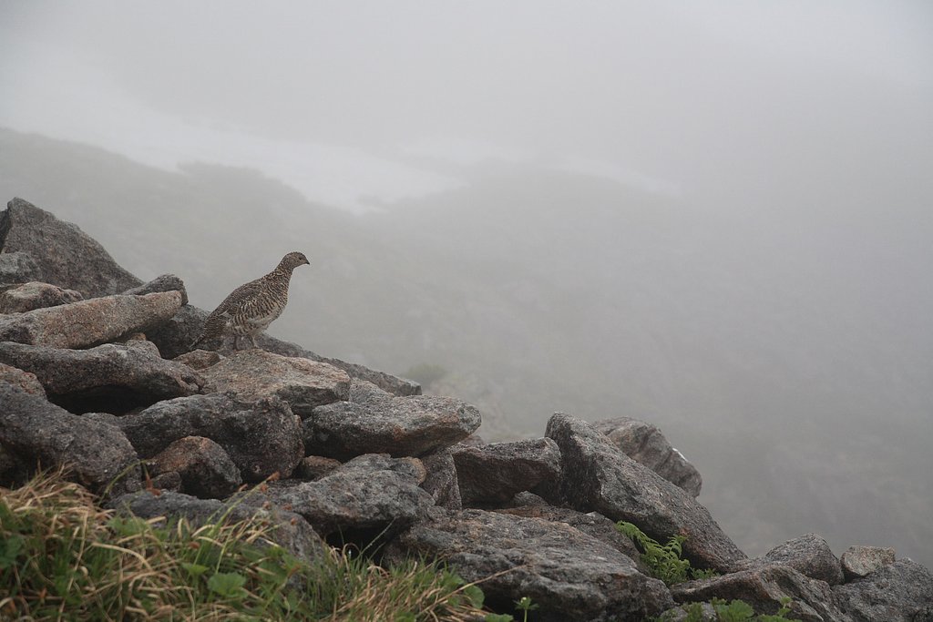 雷鳥　何を想う