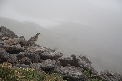 雷鳥　何を想う