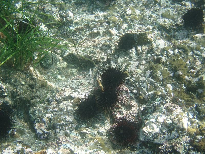 ウニウニ