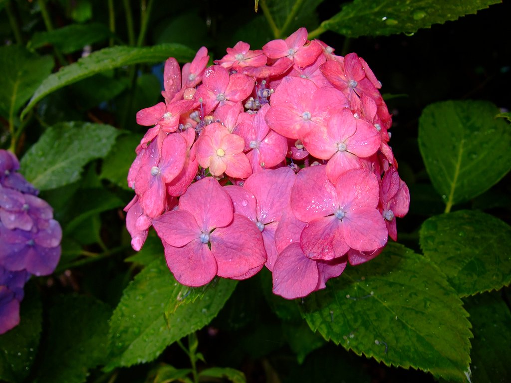 雨に似合う花・・・