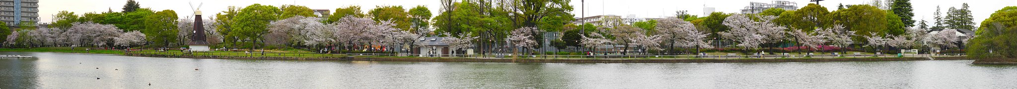 桜も終わりの季節