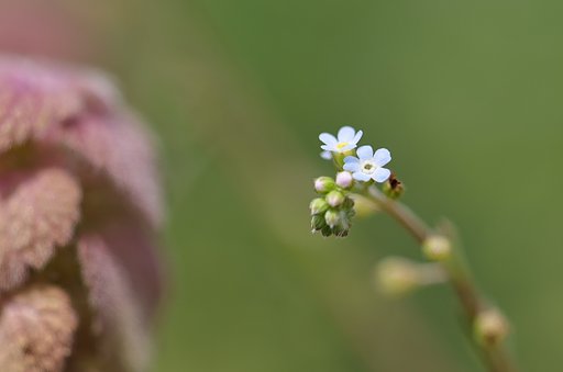 花径２ミリのワスレナグサ
