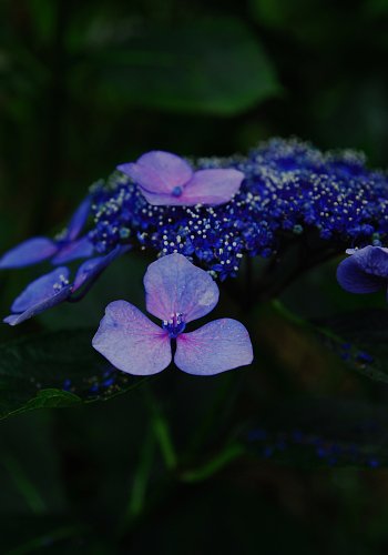 雨の華