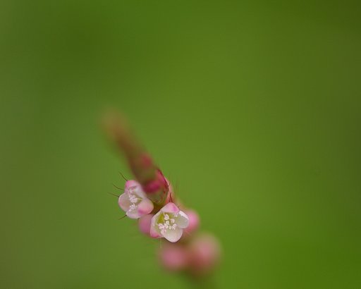 こっちの方は