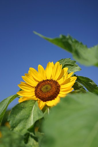 向日葵と青空（その２）