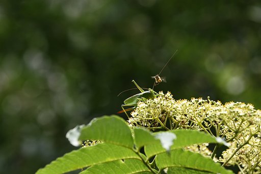 晩夏の食卓