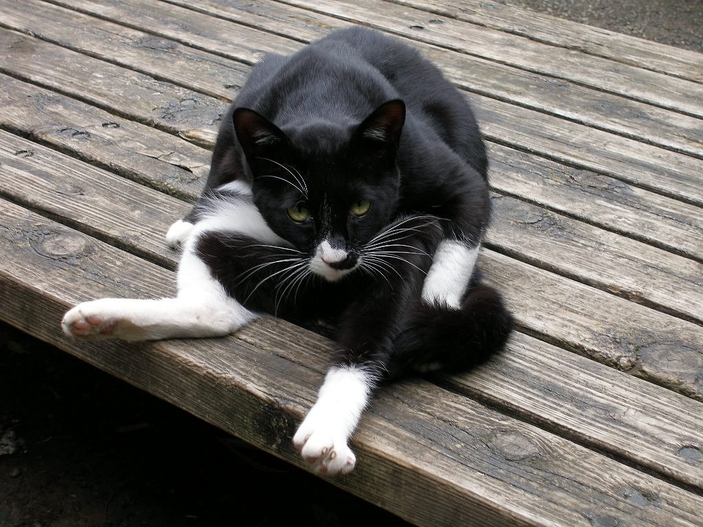 黒い猫