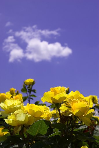 晴天の薔薇