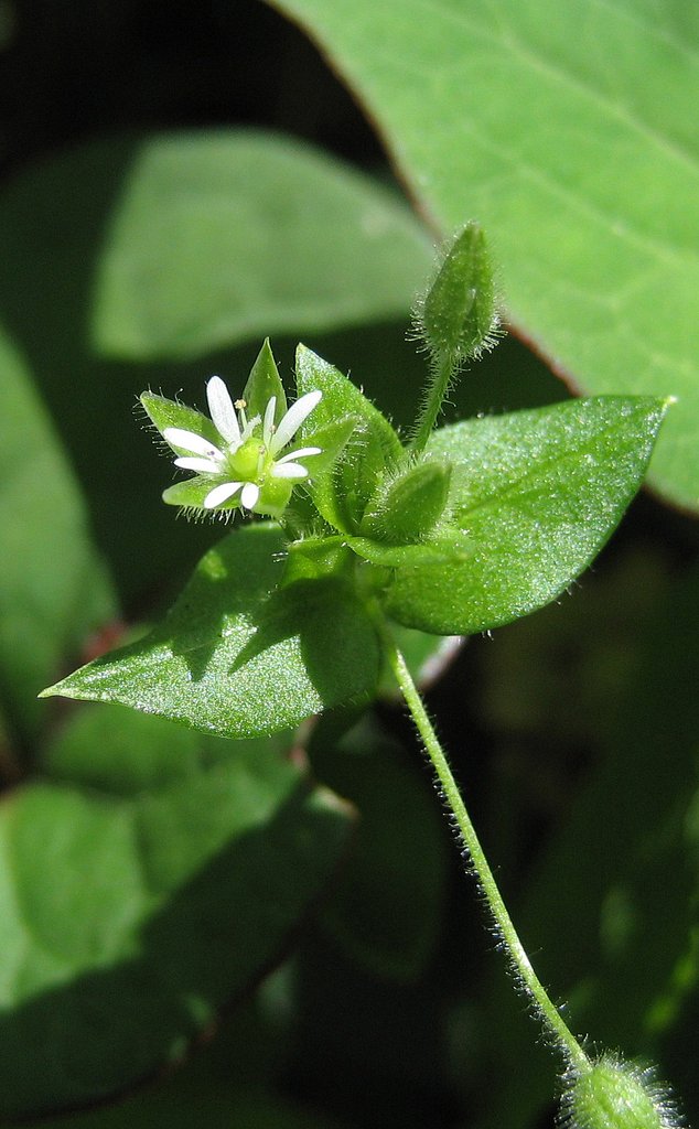 5mmの花(test)