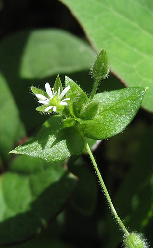 5mmの花(test)