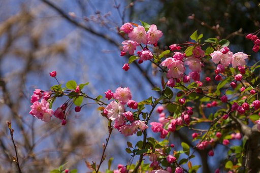 やっぱり蕾が美味しそう