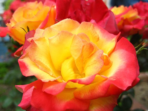 中之島薔薇園