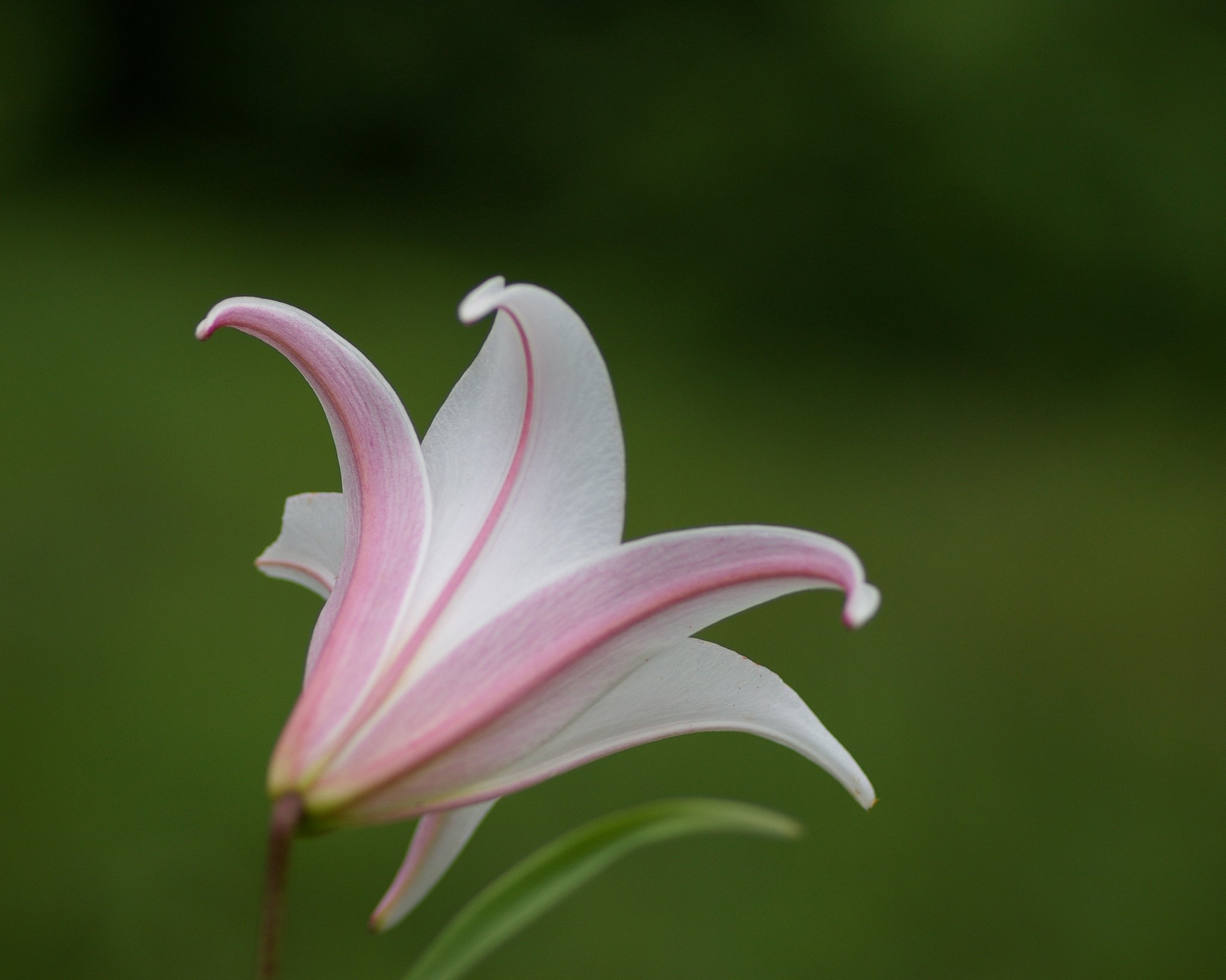 立てば芍薬座れば牡丹・・・・・