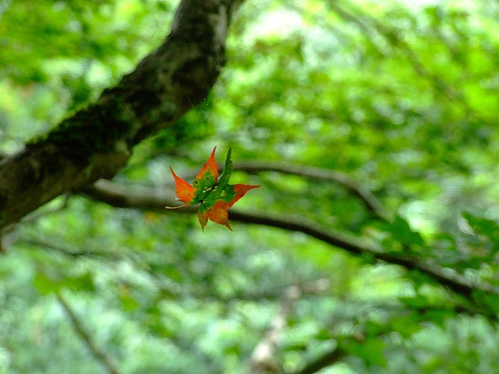 falling…