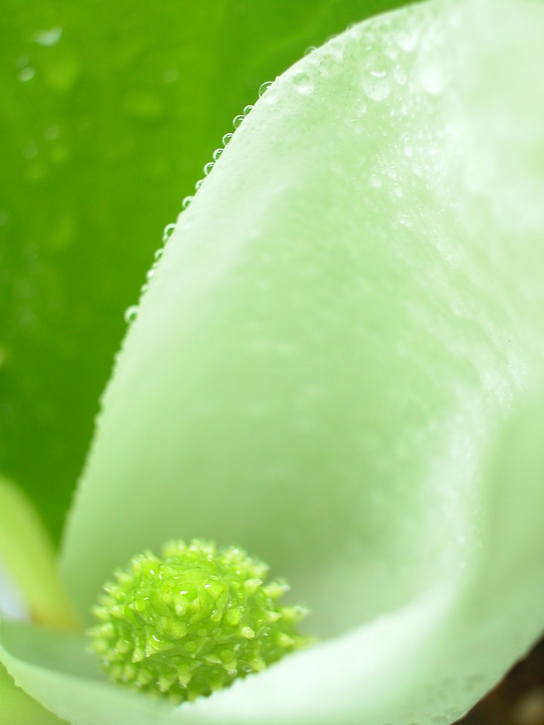 水芭蕉
