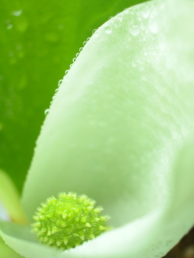 水芭蕉