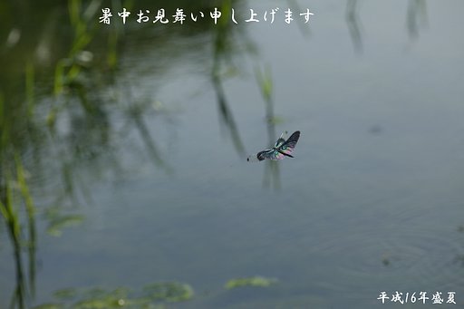 暑中お見舞い申しあげます