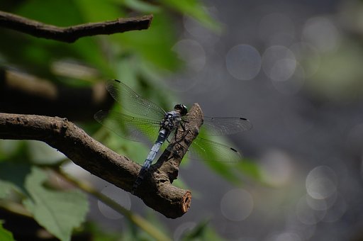 水面を見つめる