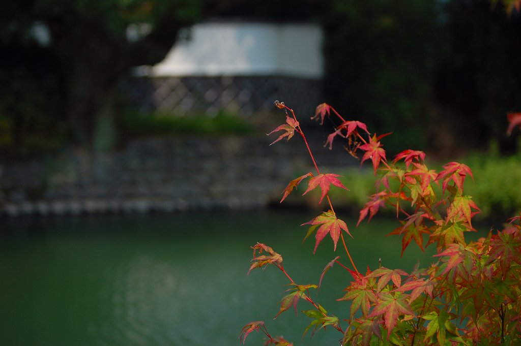 気の早いモミジ…