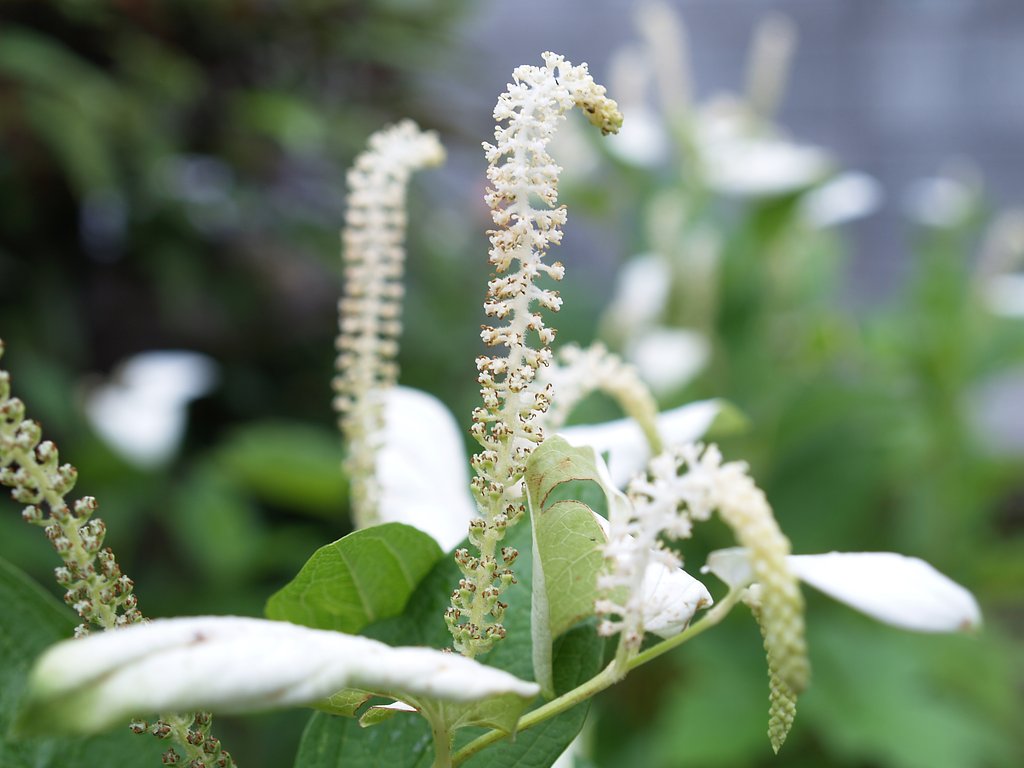 花の名前ご存知の方