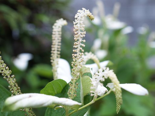 花の名前ご存知の方