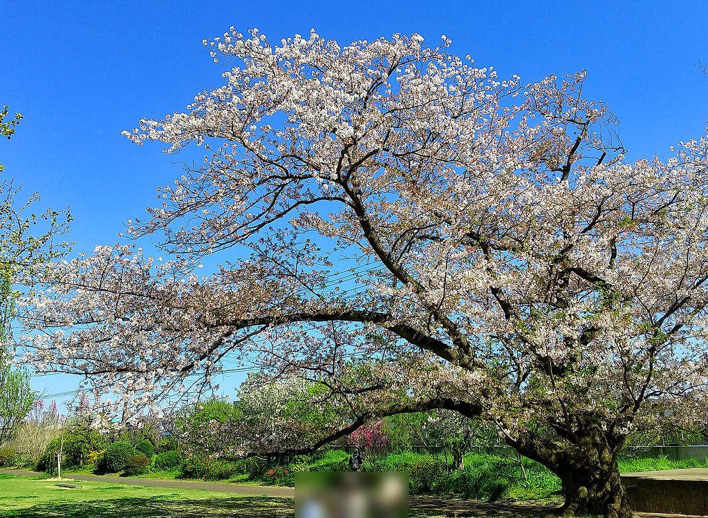 ソメイ吉野