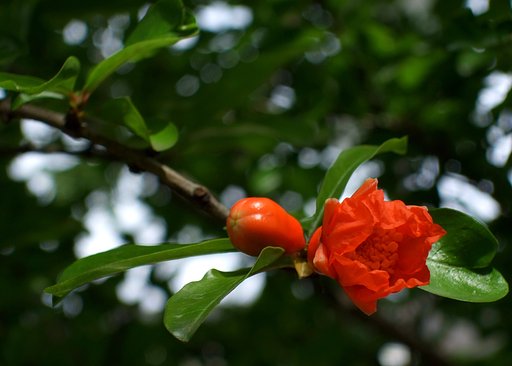 小さな赤い花と蕾？