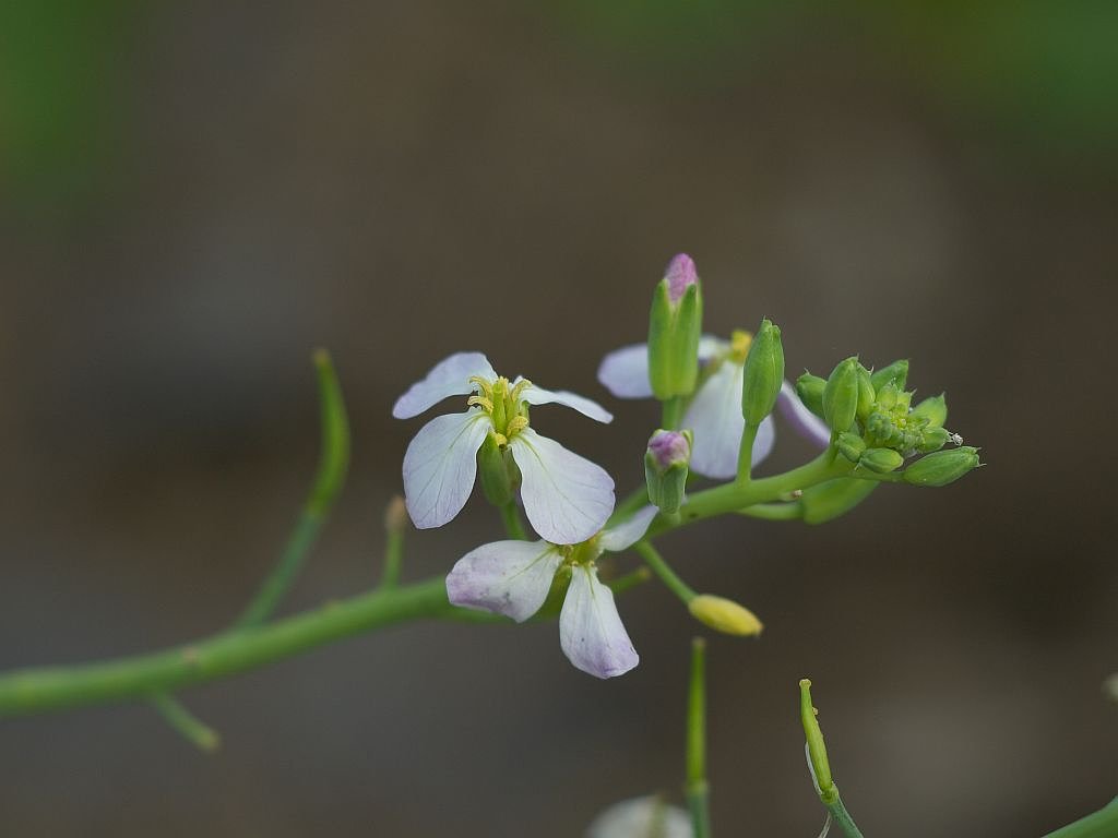 大根の花^^;