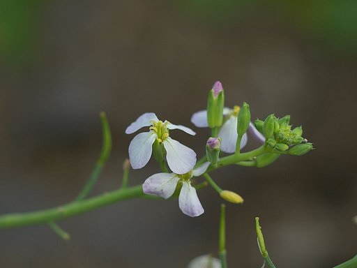 大根の花^^;