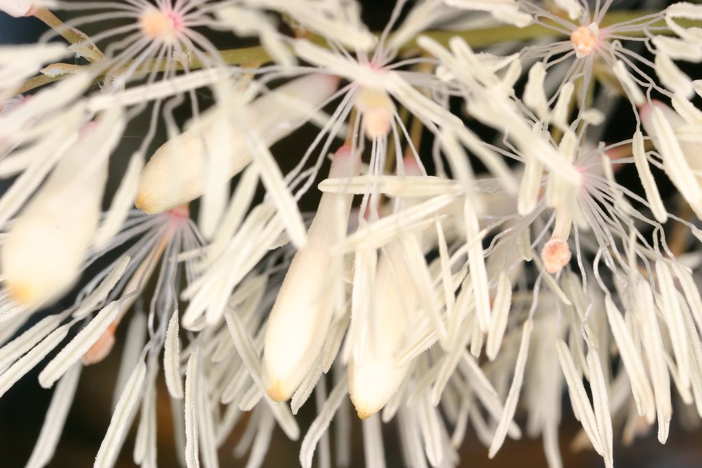 花火