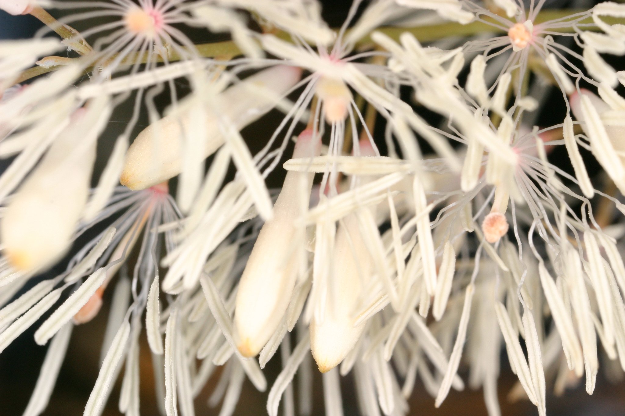 花火