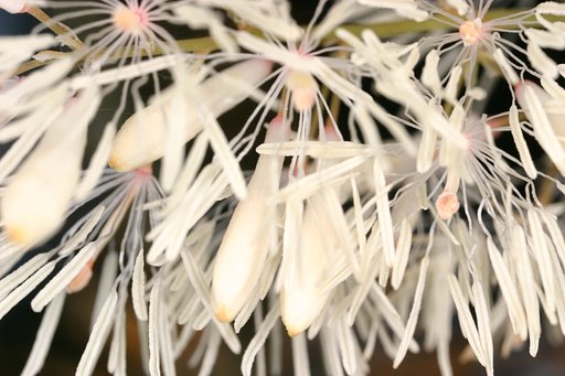花火