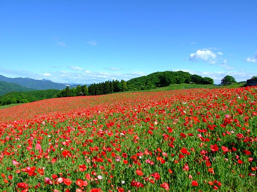 高原の花園