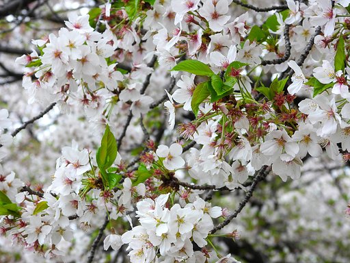 葉桜