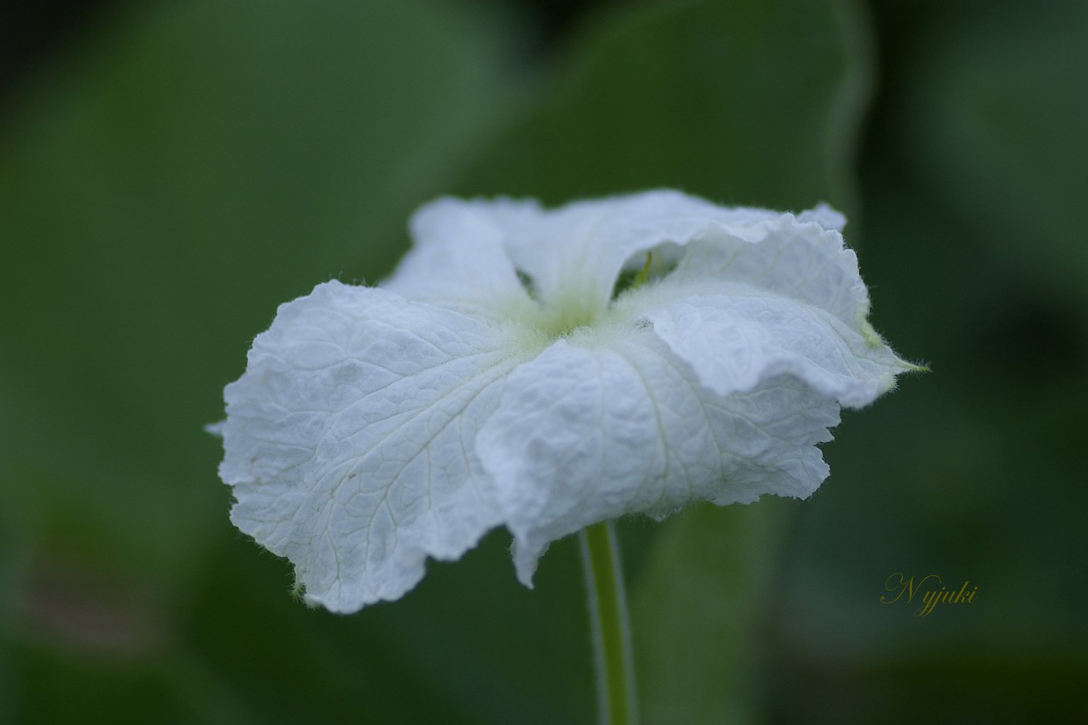きゅうりの花