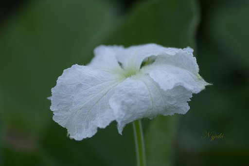 きゅうりの花