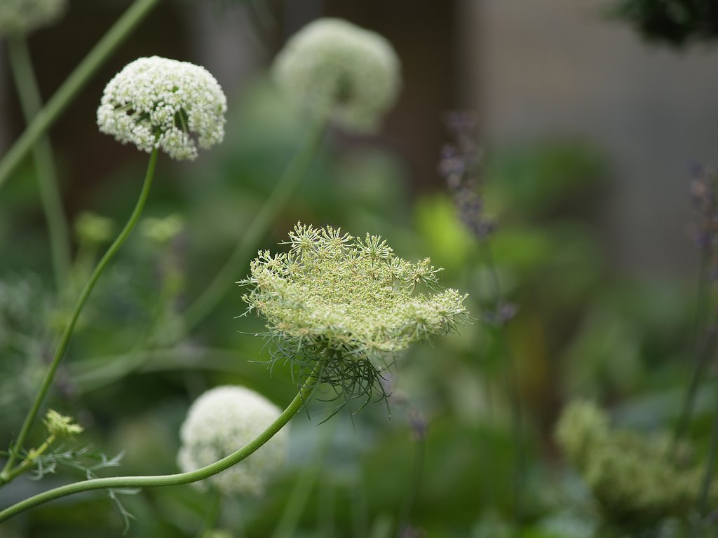 にんじんの花