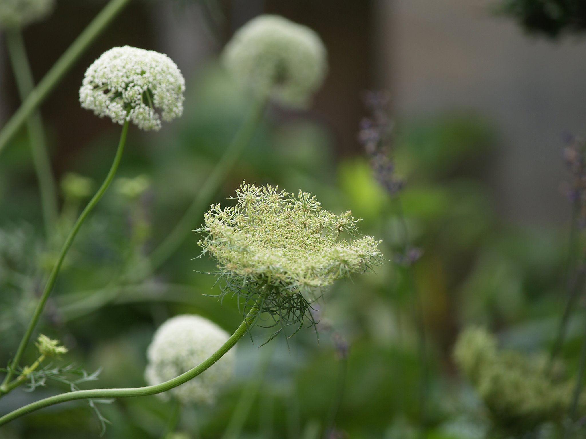 にんじんの花